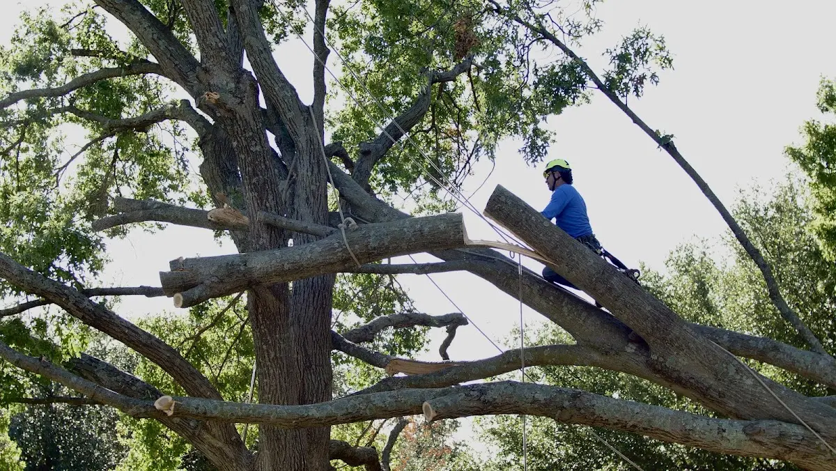 Professional Crown Thinning performed by certified arborists in Moroni