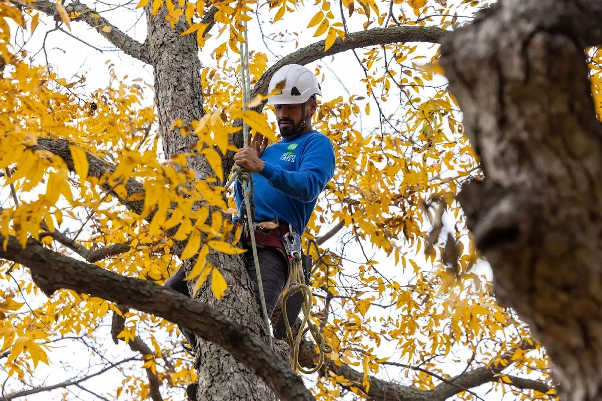 Skilled Tree Transplanting crew working in Moroni